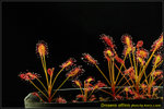 DSC_3676_nEO_IMG Drosera affinis