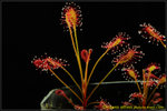 DSC_3677_nEO_IMG Drosera affinis