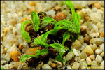 DSC_4697_nEO_IMG Drosera arcturi