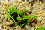 DSC_4698_nEO_IMG Drosera arcturi