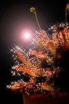 DSC_0475Drosera oblanceolata effect