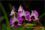 DSC_9414_nEO_IMG Den. Enobi Purple  Splash