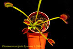 Dionaea muscipula