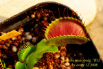 Dionaea muscipula 1