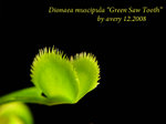 Dionaea muscipula Green Saw Tooth