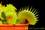 Dionaea muscipula Jaws 1