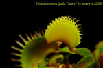 Dionaea muscipula Jaws 2