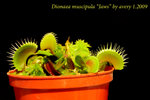 Dionaea muscipula Jaws 3