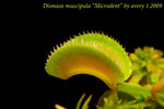 Dionaea muscipula Microdent 1