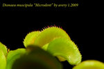 Dionaea muscipula Microdent 2