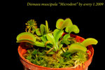 Dionaea muscipula Microdent 3