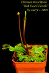 Dionaea muscipula Red Fused Petiole