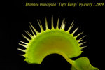 Dionaea muscipula Tiger Fangs 1