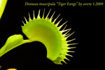 Dionaea muscipula Tiger Fangs 2