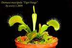 Dionaea muscipula Tiger Fangs 3