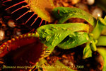 Dionaea muscipula Trichterfalle