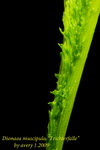 Dionaea muscipula Trichterfalle 1