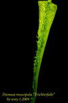 Dionaea muscipula Trichterfalle 2