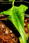 Dionaea muscipula Trichterfalle 3