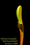 Red Fused Petiole 1