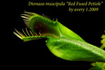 Red Fused Petiole 2