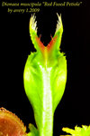Red Fused Petiole 3