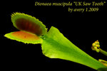 UK Saw Tooth 1