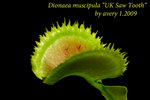 UK Saw Tooth 3