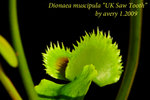 UK Saw Tooth 5
