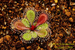 Drosera browniana