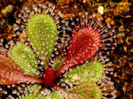 Drosera browniana 1