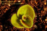 Drosera erythrorhiza ssp Magna