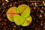 Drosera erythrorhiza ssp magna