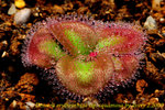 Drosera erythrorhiza ssp squamosa 1