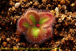 Drosera erythrorhiza ssp. squamosa 2
