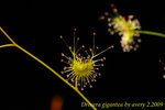 Drosera gigantea 1