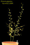 Drosera gigantea 2