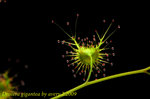 Drosera gigantea 3