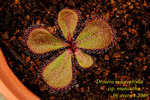 Drosera macrophylla ssp monantha 1