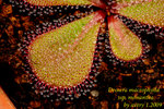Drosera macrophylla ssp monantha 2