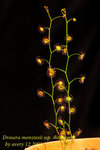Drosera menziesii ssp menziesii