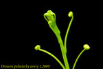Drosera peltata 1