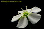 Drosera peltata 1