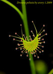 Drosera peltata 2