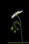 Drosera peltata 2