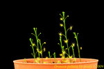 Drosera peltata 3
