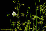 Drosera peltata 3