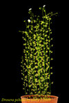 Drosera peltata 4
