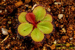 Drosera rosulata