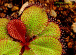 Drosera rosulata 1
